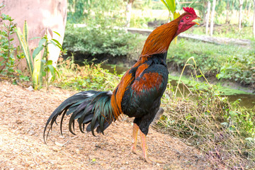 Thai rooster in garden
