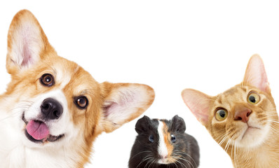 Puppy and kitten and guinea pig
