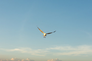 Seagull expand wings in the sky