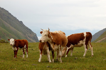 Cows graze on a green pasture in the mountains.