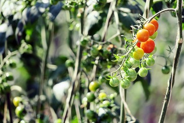 Tomato growing in plants nature agricultural