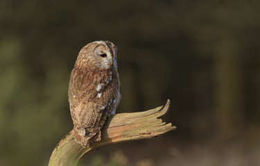 Tawny Owl