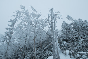 Fototapeta na wymiar 冬の八ヶ岳