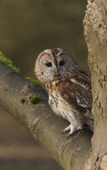 Tawny Owl