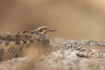 Common Adder