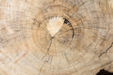 Old tree stump show annual rings texture