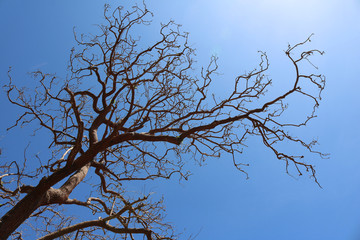 Leafless trees with blue sky,Lens flare and sun reflection. 