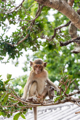 Monkey sit on tree