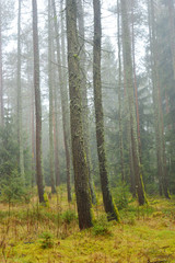 Fototapeta premium Nebel und Feuchtigkeit im Wald
