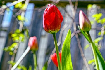 Fototapeta premium Тюльпаны