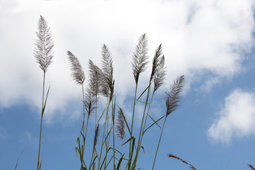 blue sky and glass flower