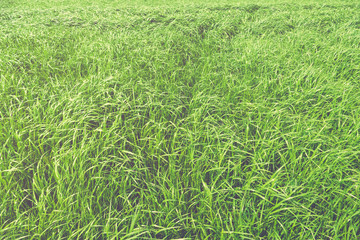 Tall grass field, faded filter effect