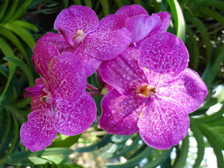 Purple orchids / Tropical orchids / Thai orchids
