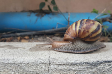 closeup brown snail moving forward slowly