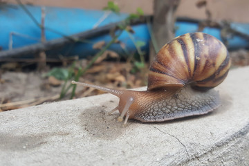 closeup brown snail moving forward slowly