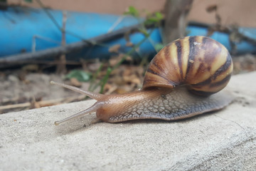 closeup brown snail moving forward slowly
