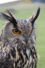 euroasian owl