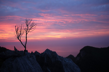Leafless tree with purple sky on the mountain 