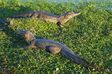 Black Caiman Iberà Marshes, Argentina