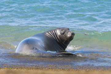 Obraz premium Elephant seal, Patagonia Argentina
