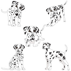 Dalmatians, cute, sad. Vector Illustration Portrait of Dalmatian Puppy. Dog isolated. - 132955165