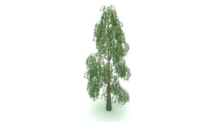 Naklejka premium Eucalyptus tree