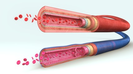 Blood vessels