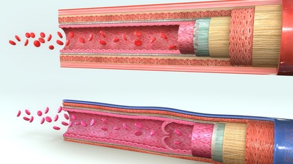 Blood vessels