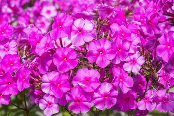 Fototapeta na wymiar blooming Phlox paniculata 'Adessa Special Purple Sta