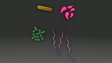 Bacteria of different shapes