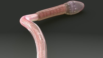 Fototapeta premium Sperm
