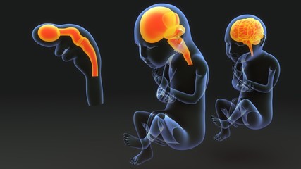 Stages of brain