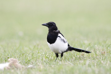 magpie
