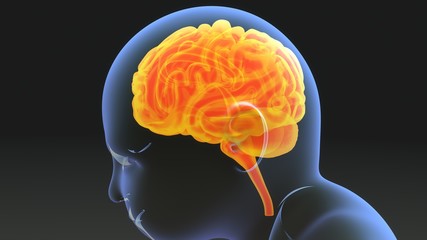 Stages of brain