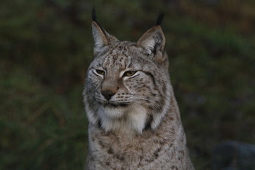 northern lynx portrait