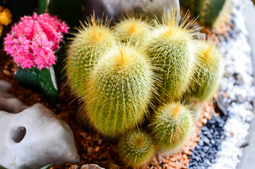 Cactus