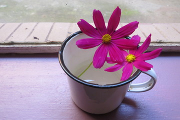 Surprise morning gift