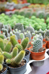 Group of small cactus in the pot