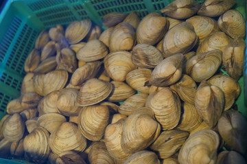 ハマグリ　蛤　生簀　市場