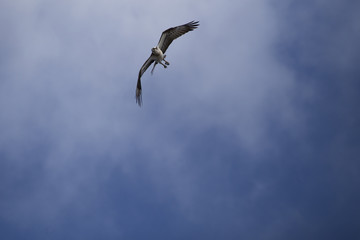osprey with prey seen from below