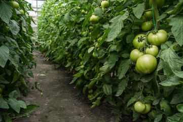 Grow tomatoes in the garden, agricultural enterprise, field, small business,