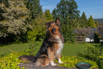 Obraz na płótnie Canvas Dog in garden