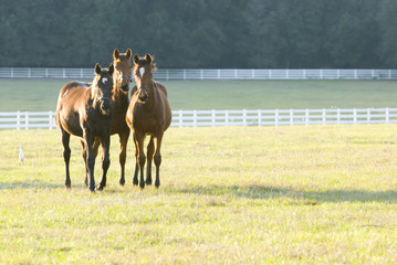 Beautiful horse mare and foal in green farm field pasture equine industry   © Condor 36