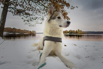 Dog at winterly lake