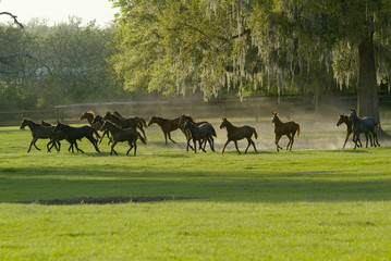 Beautiful thoroughbred horses in green farm field pasture equine industry
