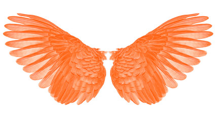 wings of birds  orange  onwhite bacground