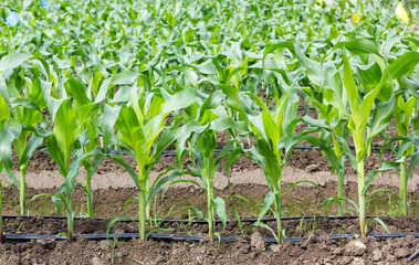 young corn field with drip irrigation system