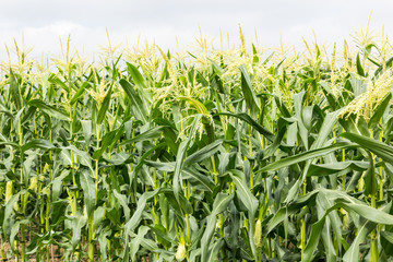 Fototapeta premium green corn field with drip irrigation system in farm