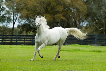 Obraz na płótnie Canvas Beautiful thoroughbred horse in green farm field pasture equine industry 