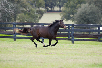 Beautiful thoroughbred horse in green farm field pasture equine industry
